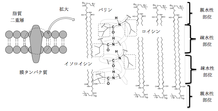 解説画像